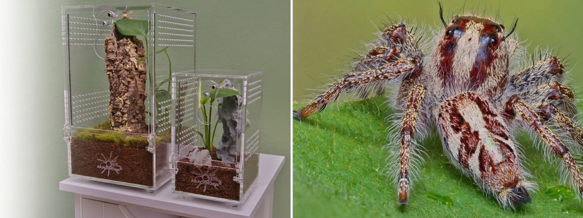 Terrarien für baumbewohnende Vogelspinnen und Spingspinnen