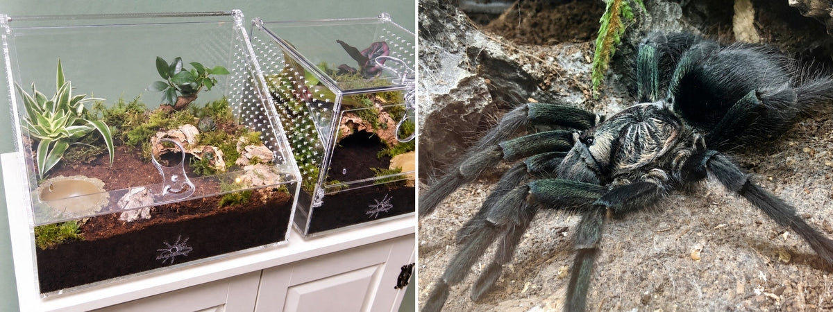 Terrarien für bodenbewohnende Vogelspinnen
