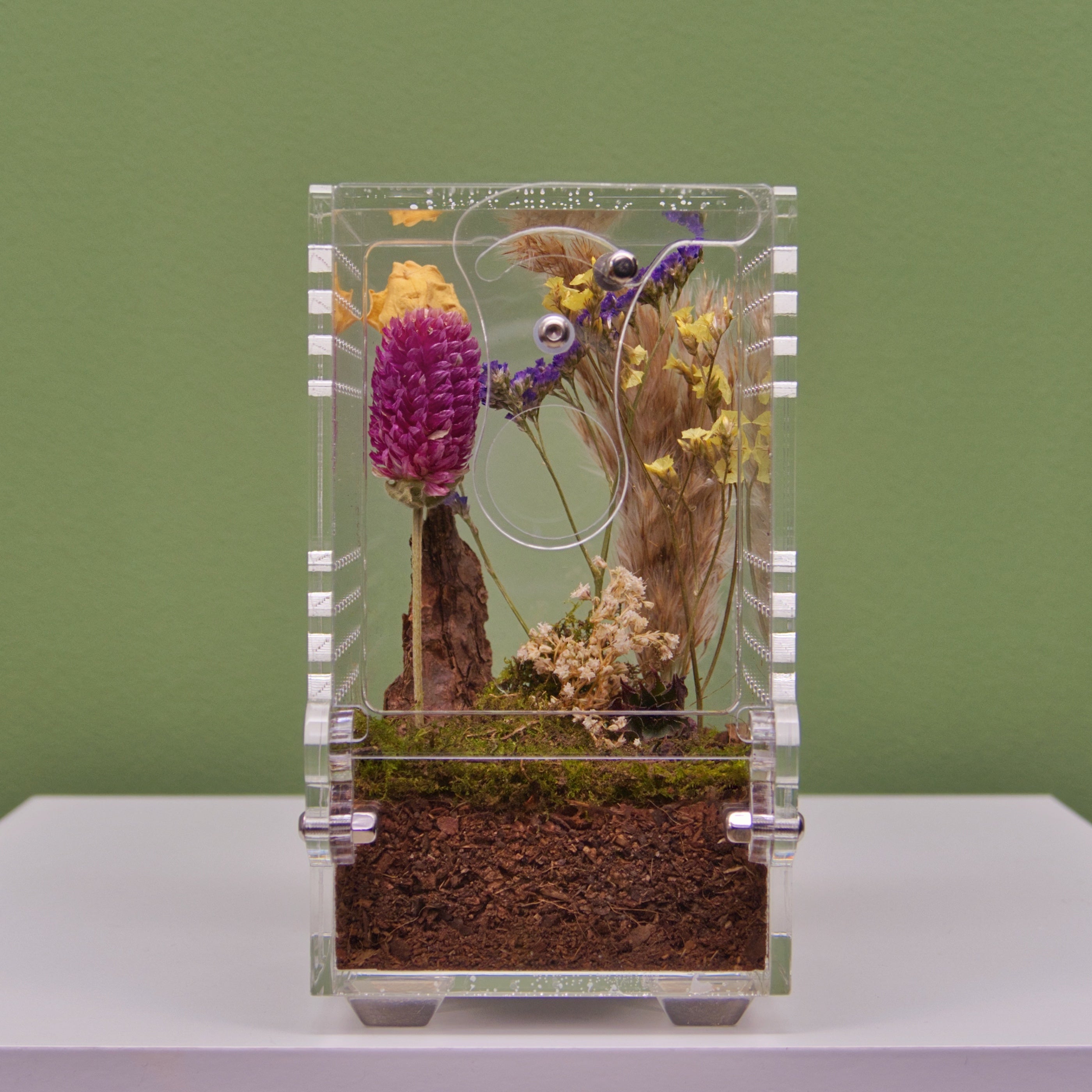 ARACHNOsys ARBOREA