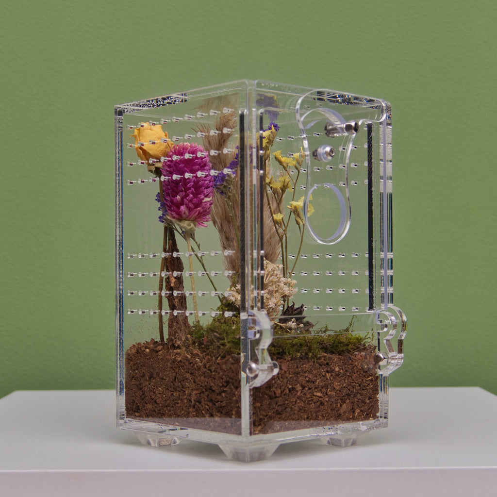 ARACHNOsys ARBOREA
