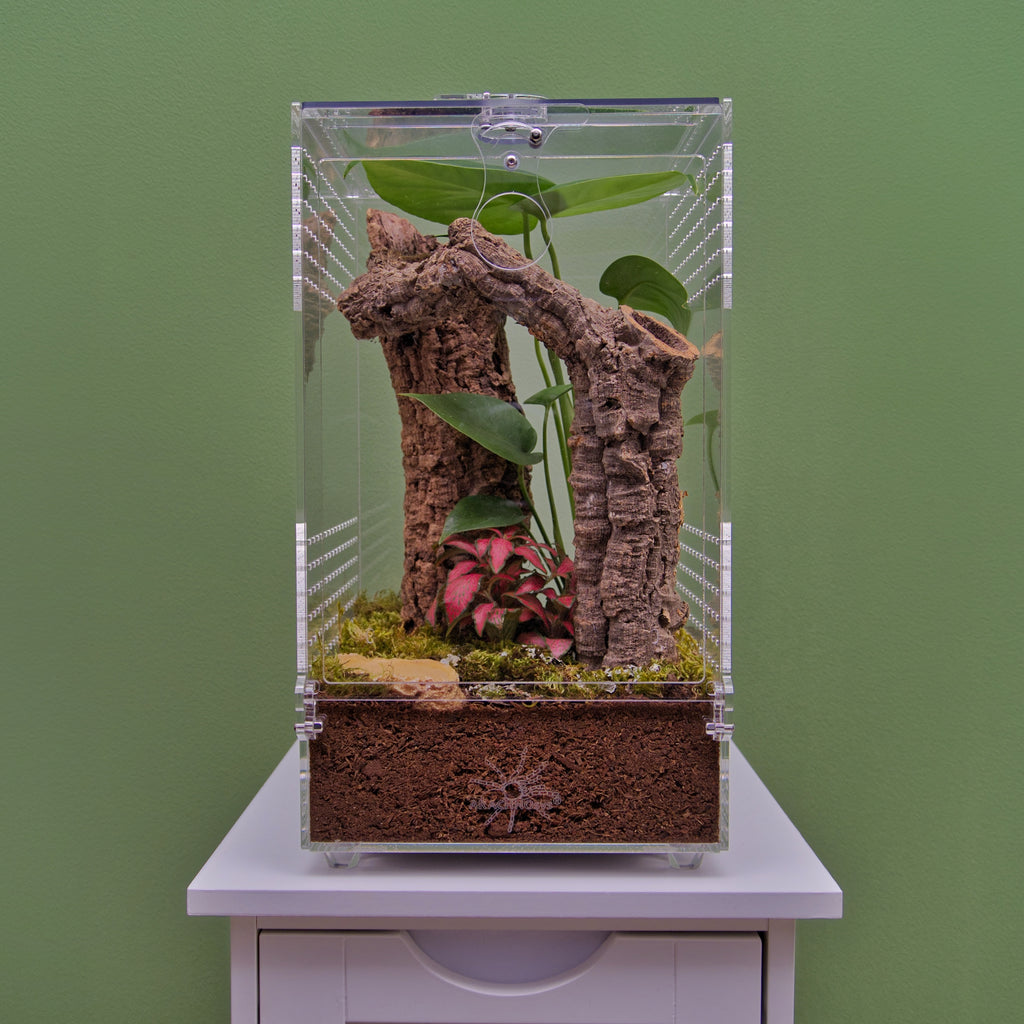 ARACHNOsys ARBOREA