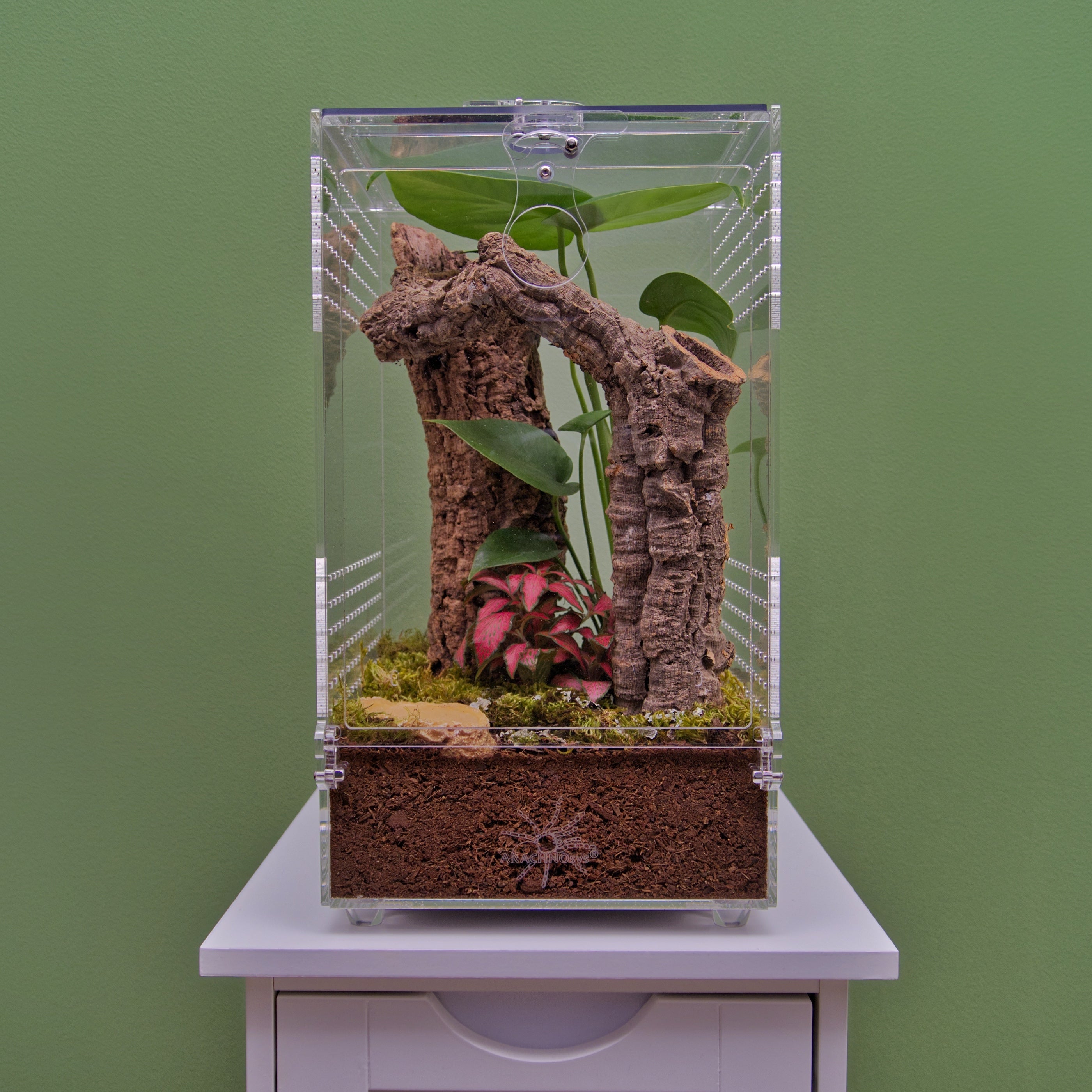 ARACHNOsys ARBOREA