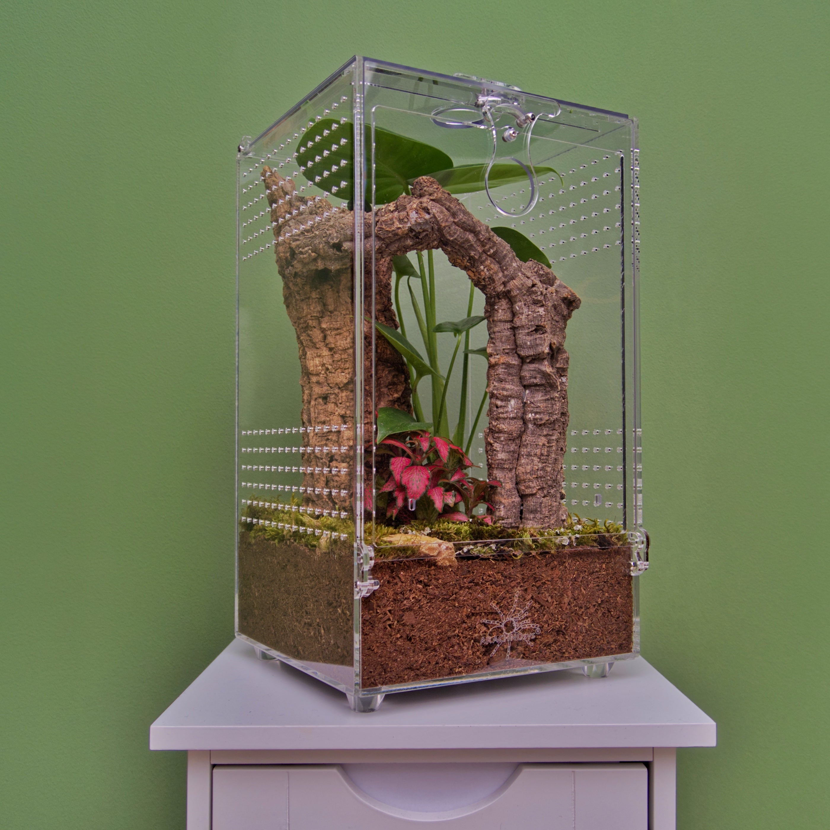 ARACHNOsys ARBOREA