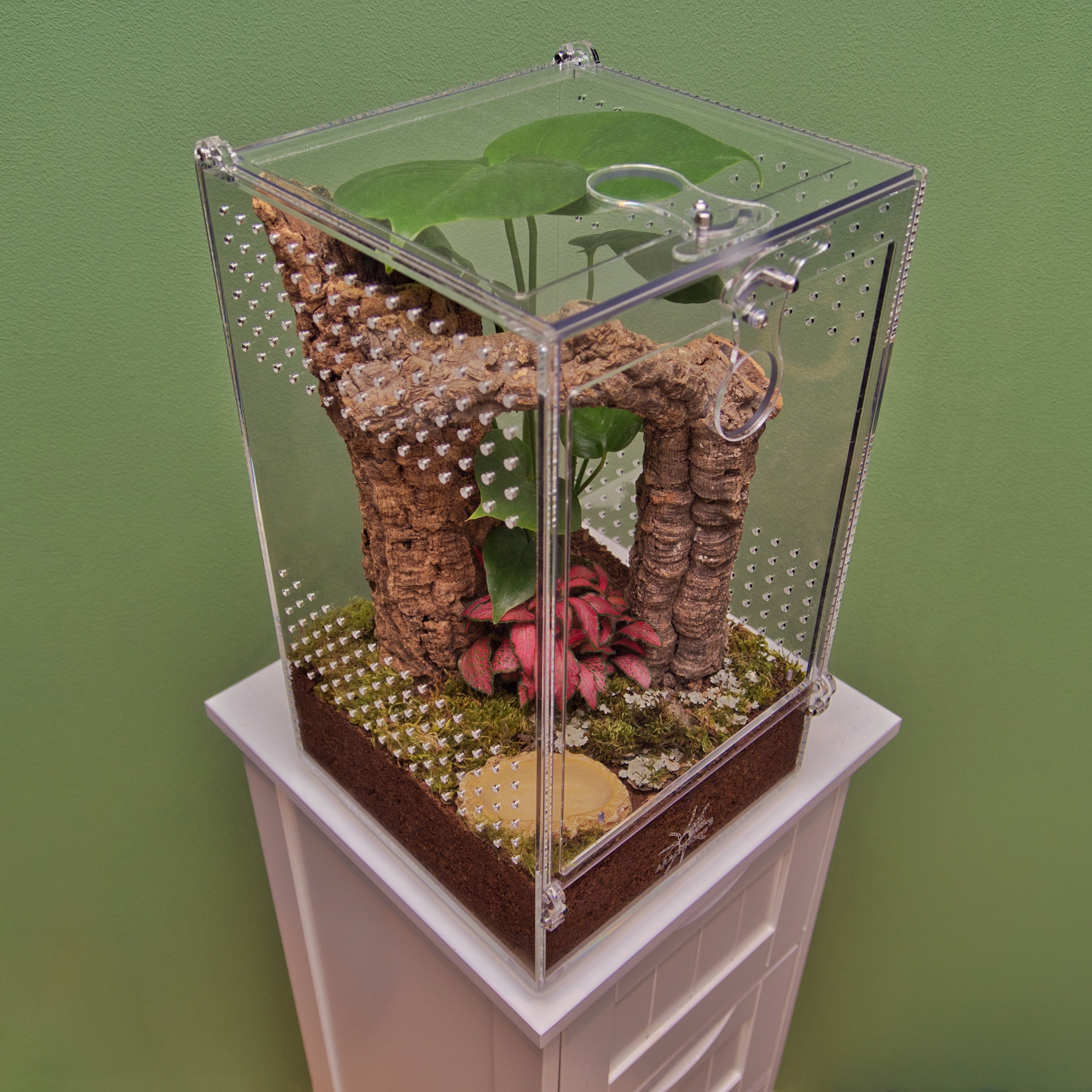 ARACHNOsys ARBOREA