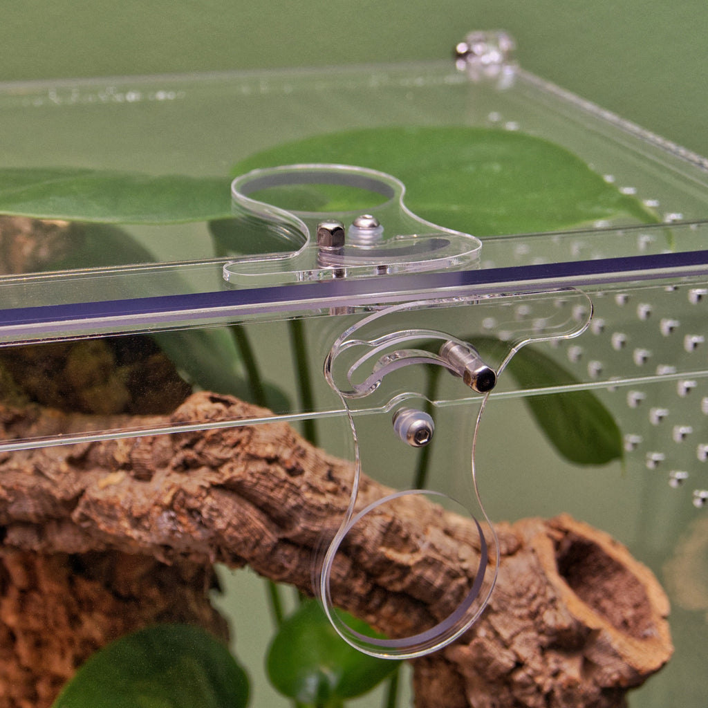 ARACHNOsys ARBOREA