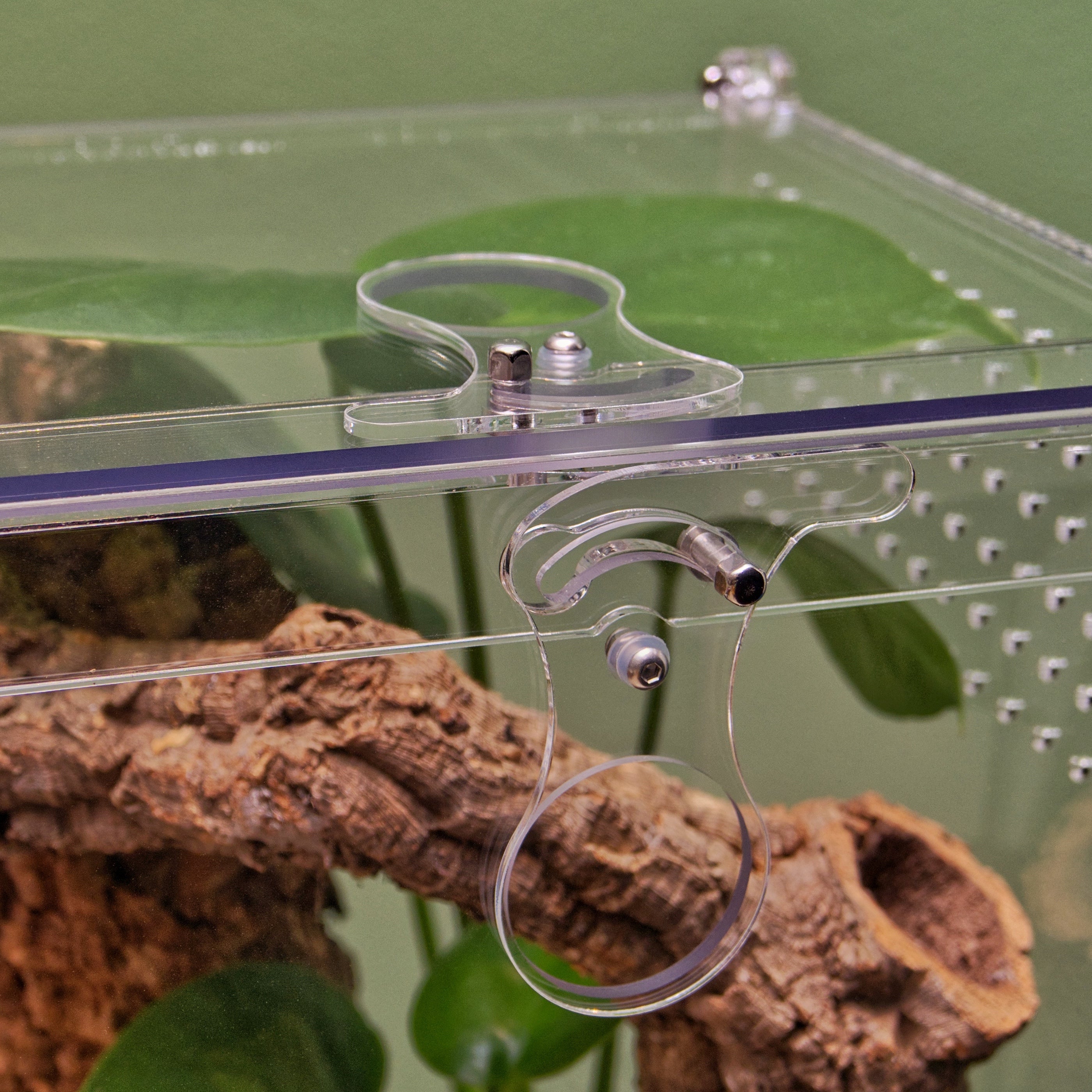 ARACHNOsys ARBOREA
