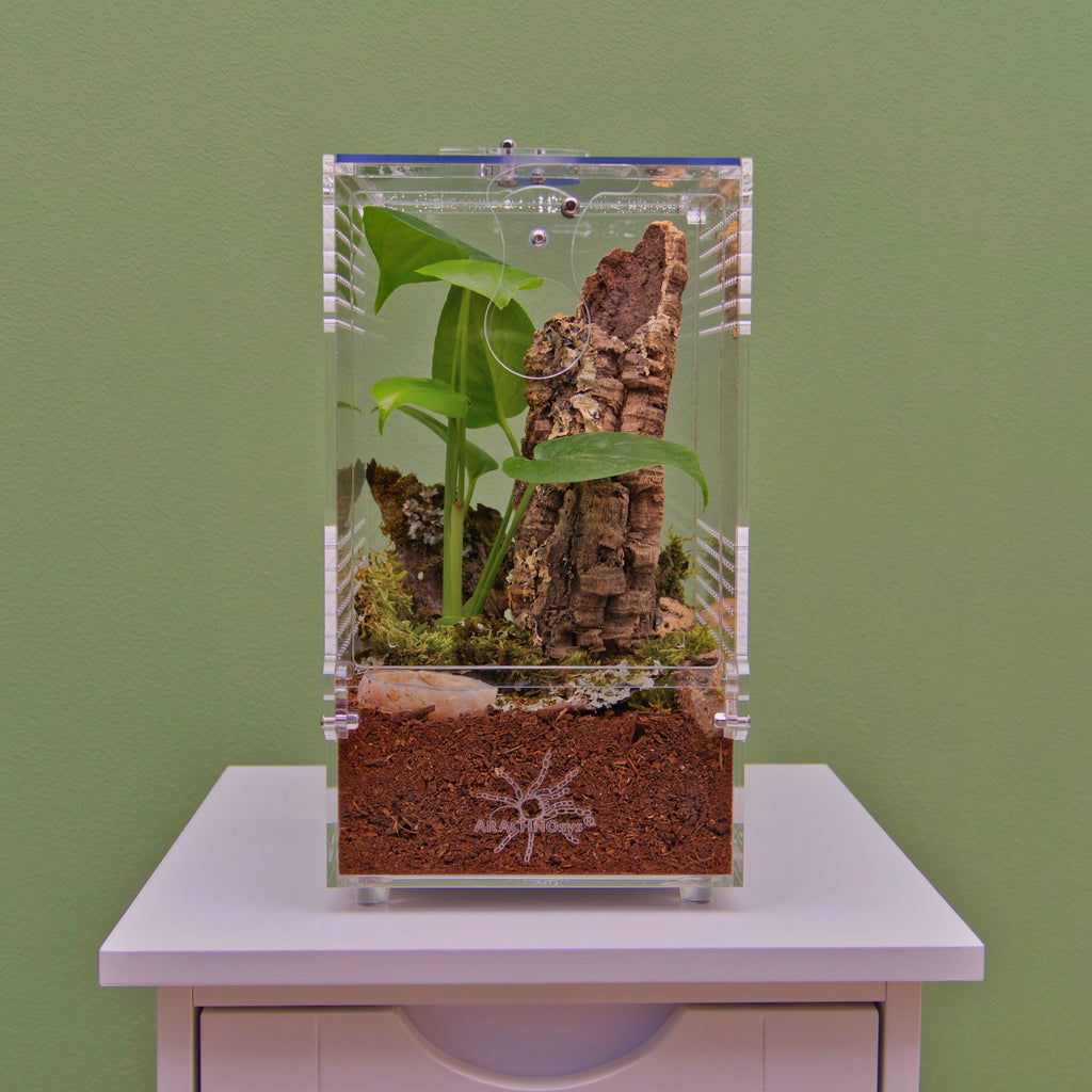 ARACHNOsys ARBOREA