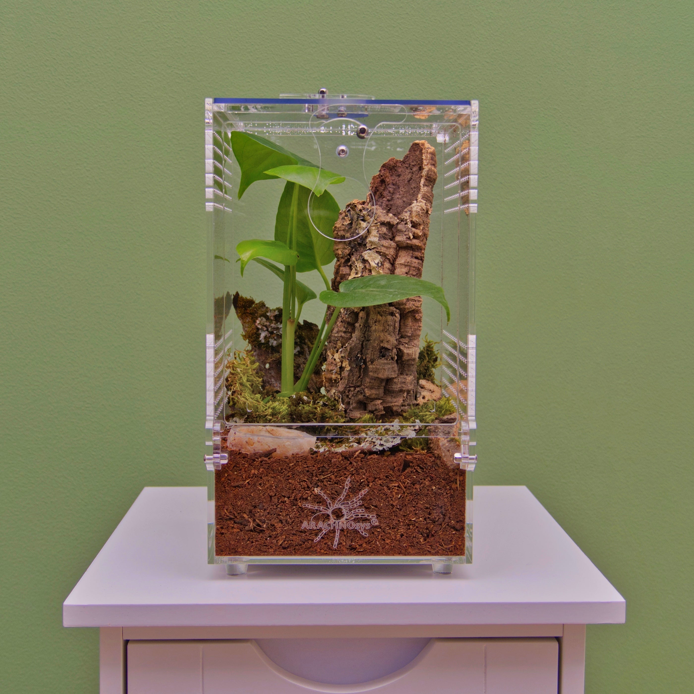 ARACHNOsys ARBOREA