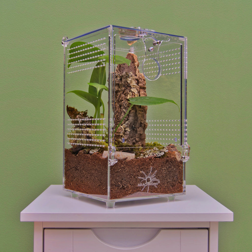 ARACHNOsys ARBOREA