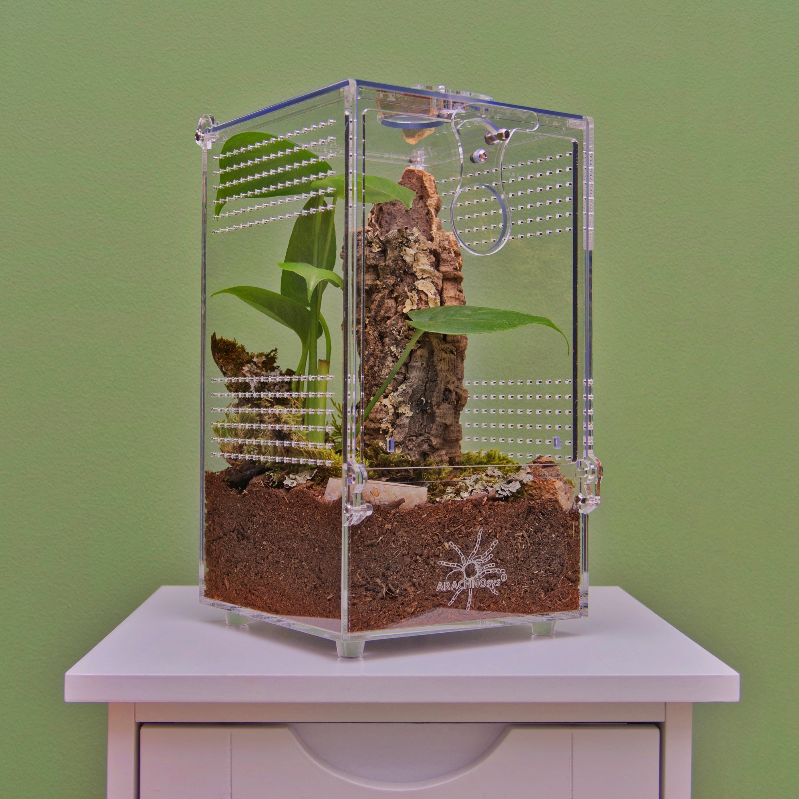 ARACHNOsys ARBOREA