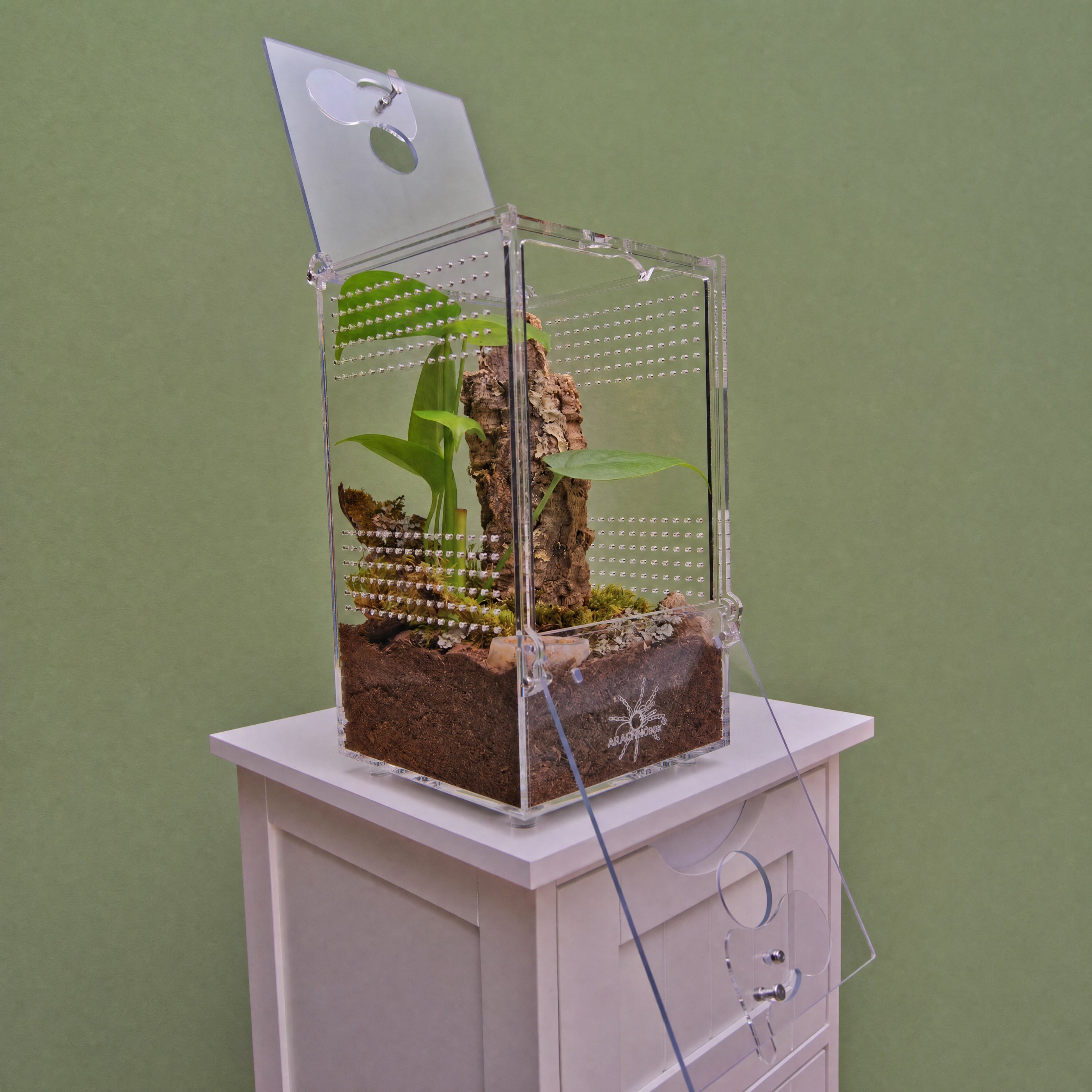 ARACHNOsys ARBOREA