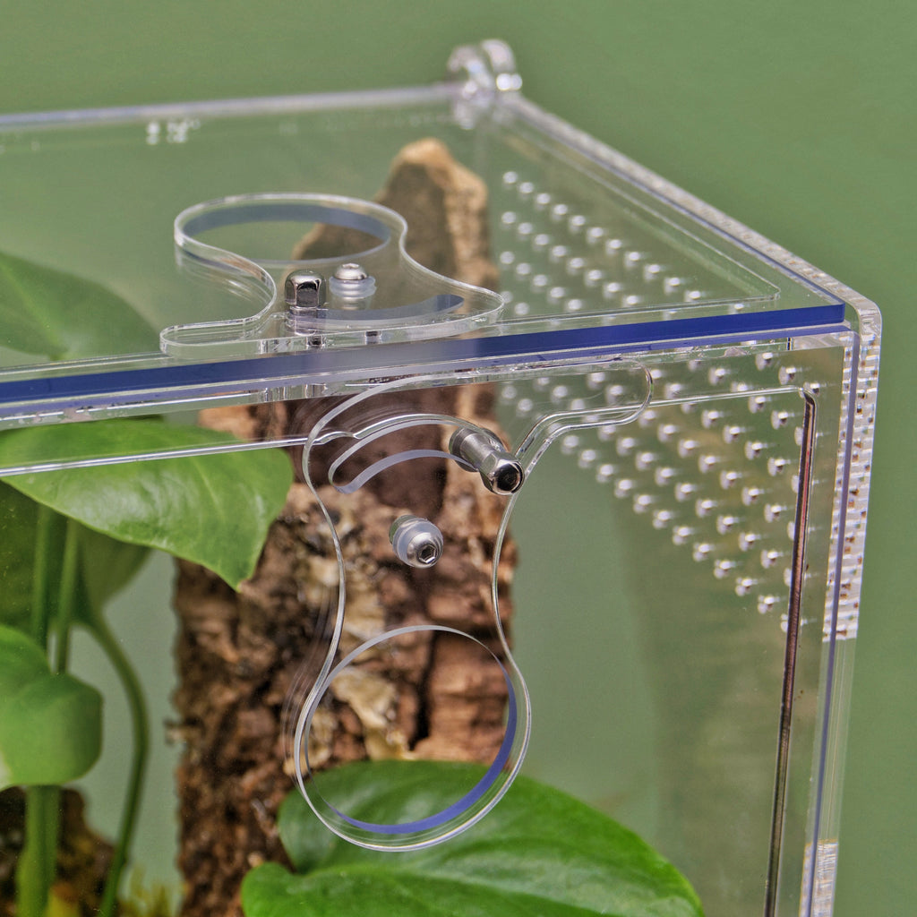 ARACHNOsys ARBOREA