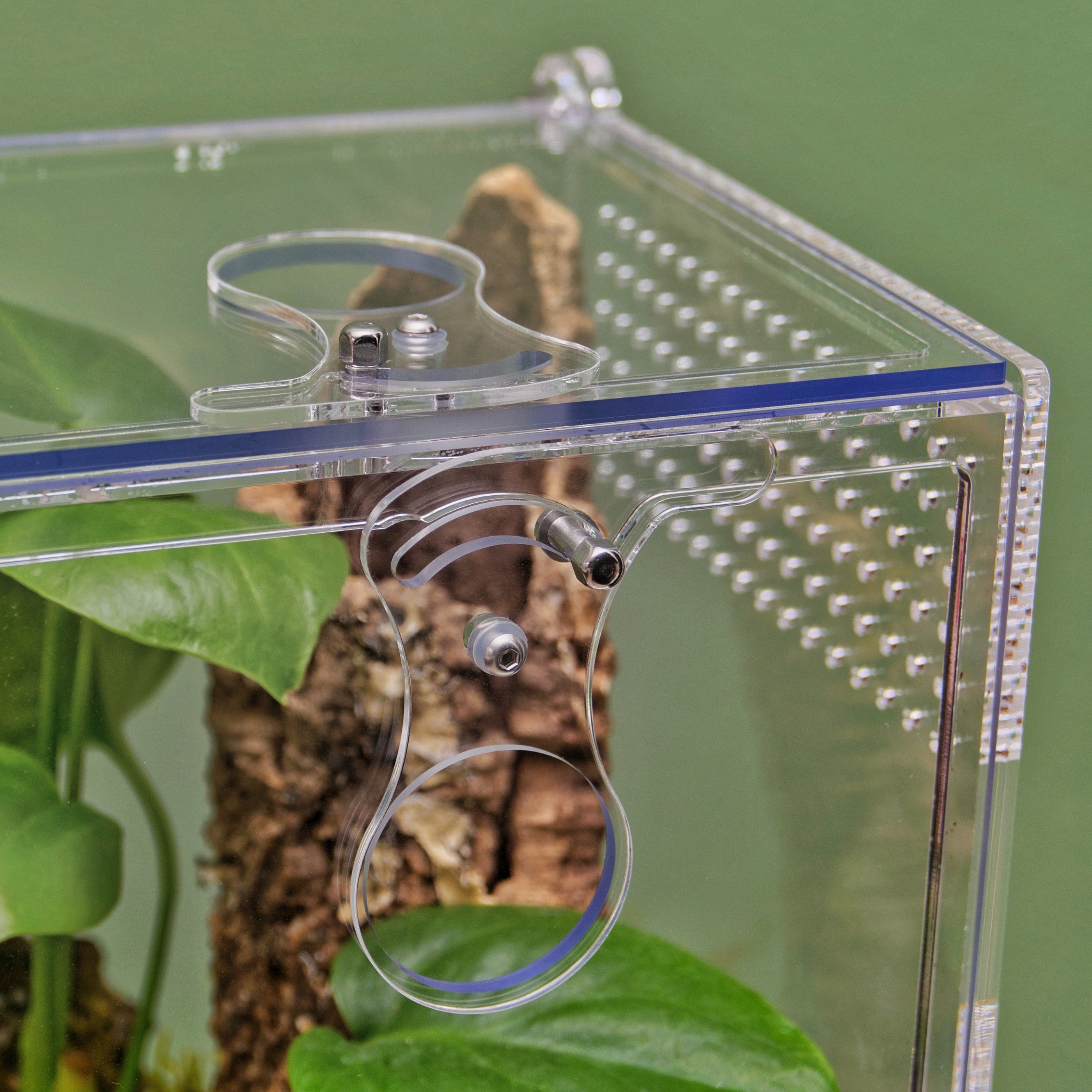 ARACHNOsys ARBOREA
