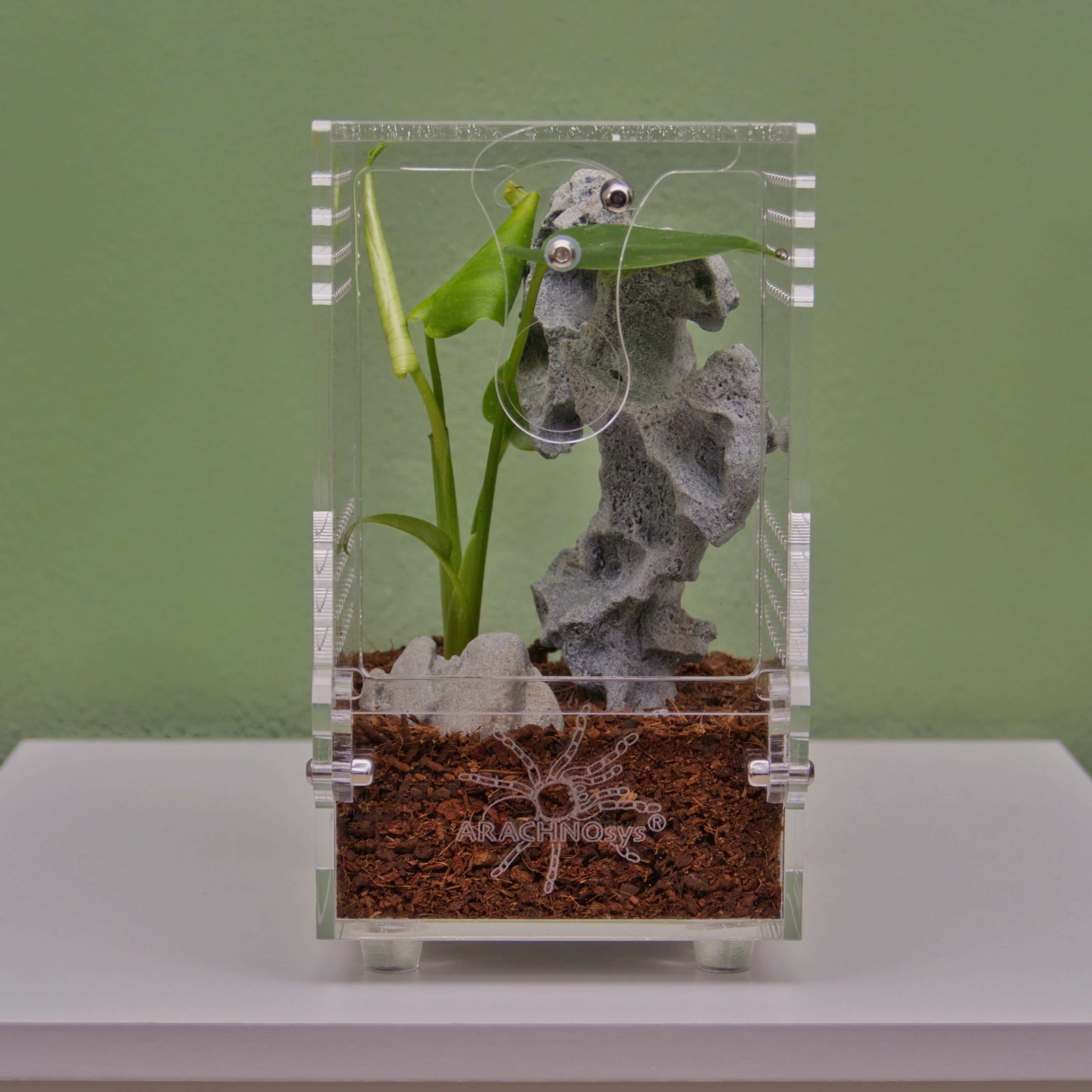 ARACHNOsys ARBOREA