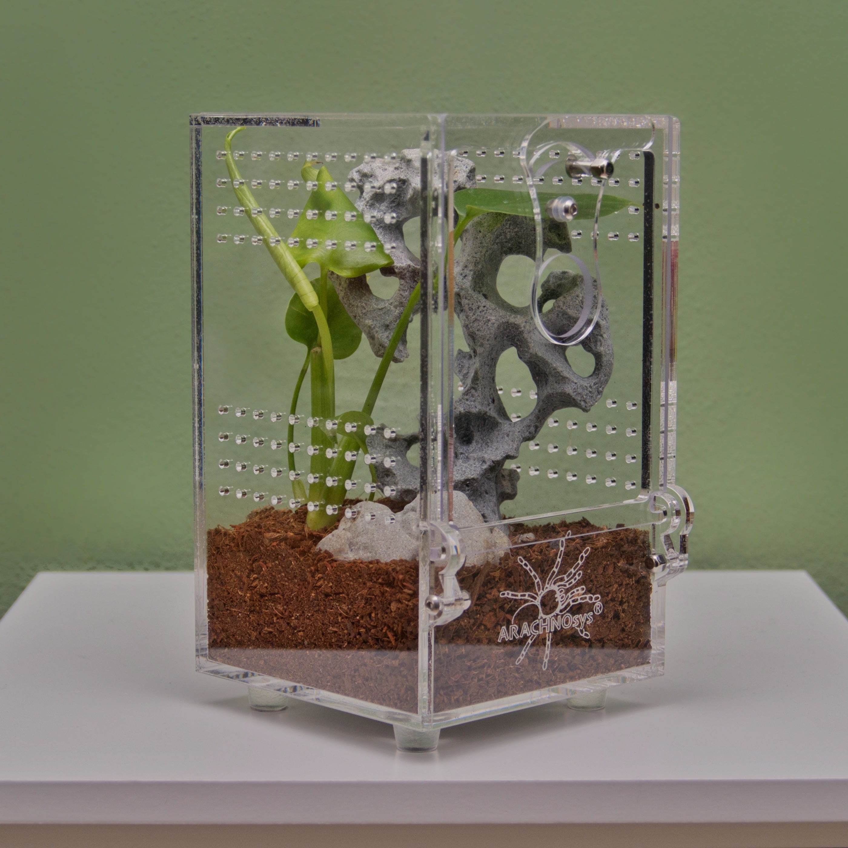 ARACHNOsys ARBOREA