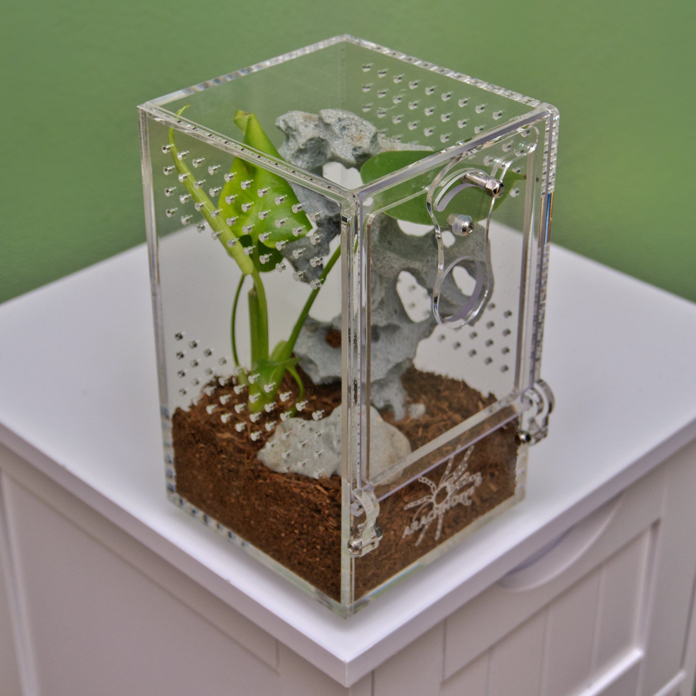 ARACHNOsys ARBOREA