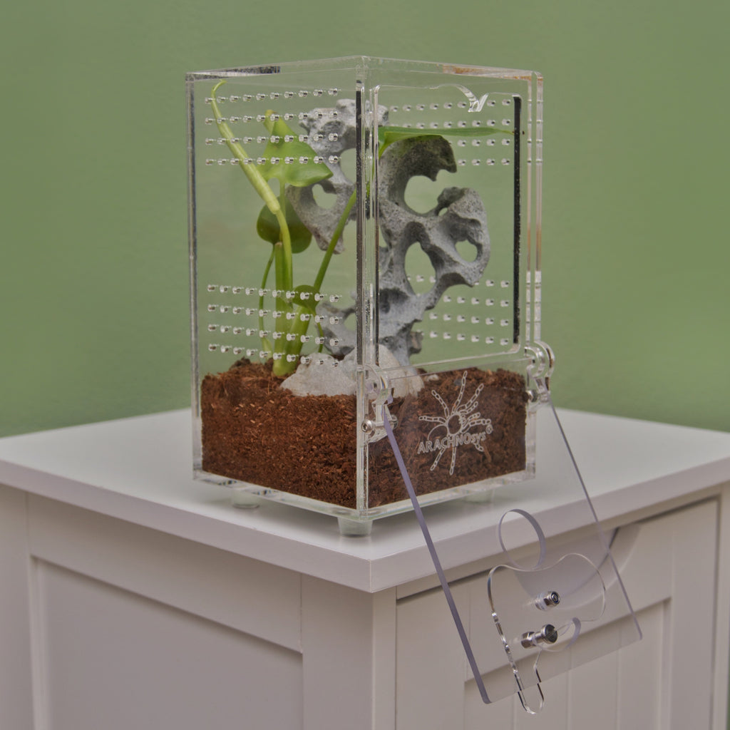 ARACHNOsys ARBOREA