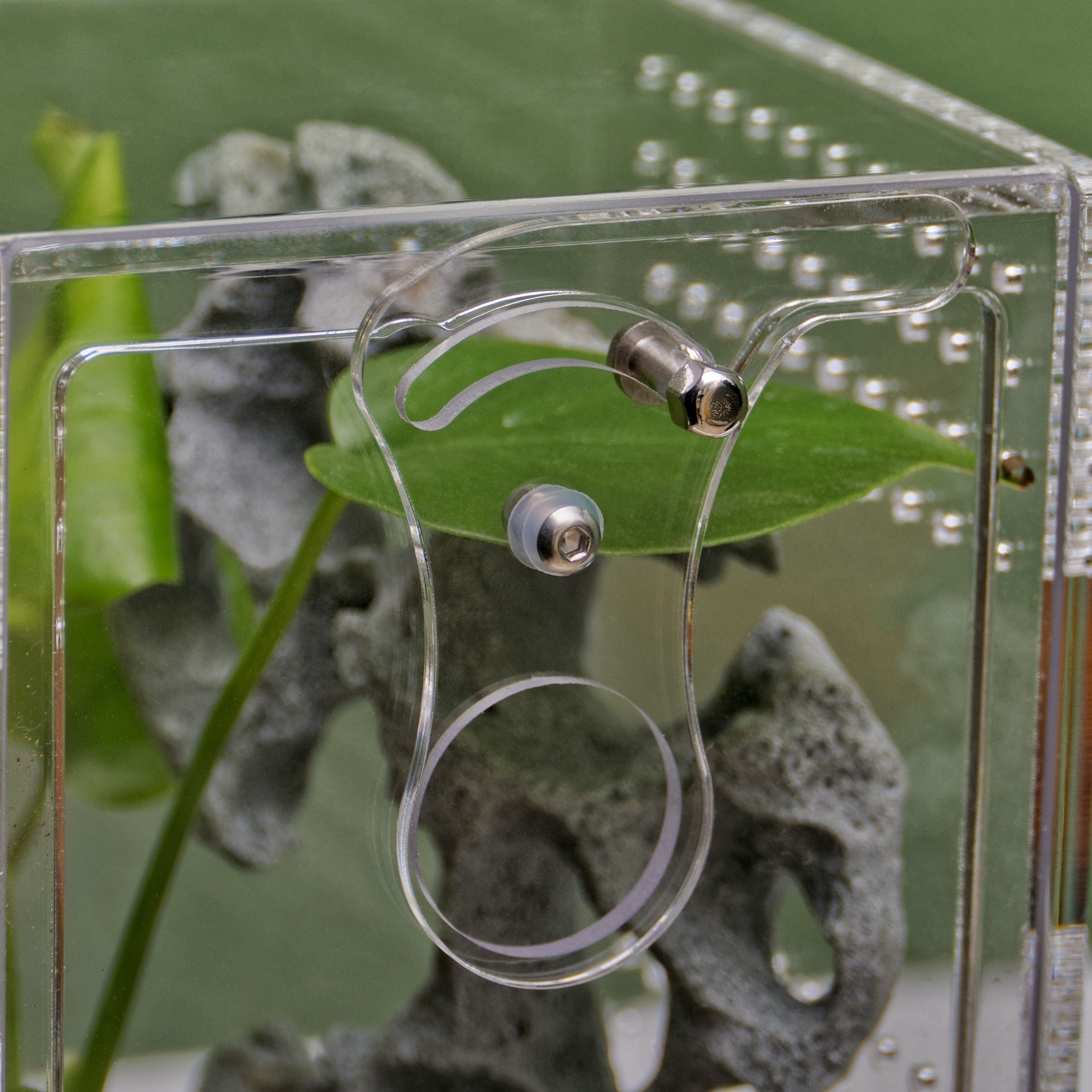 ARACHNOsys ARBOREA