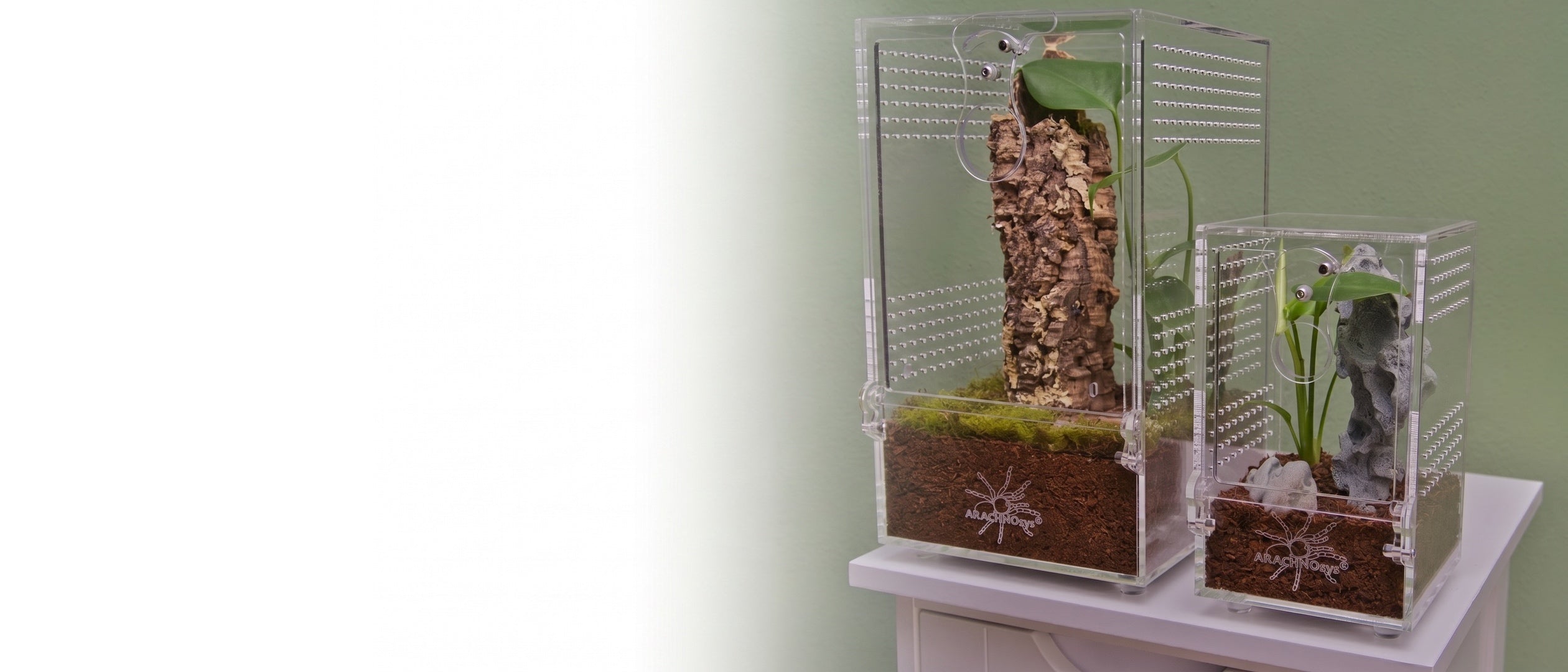 ARACHNOsys ARBOREA