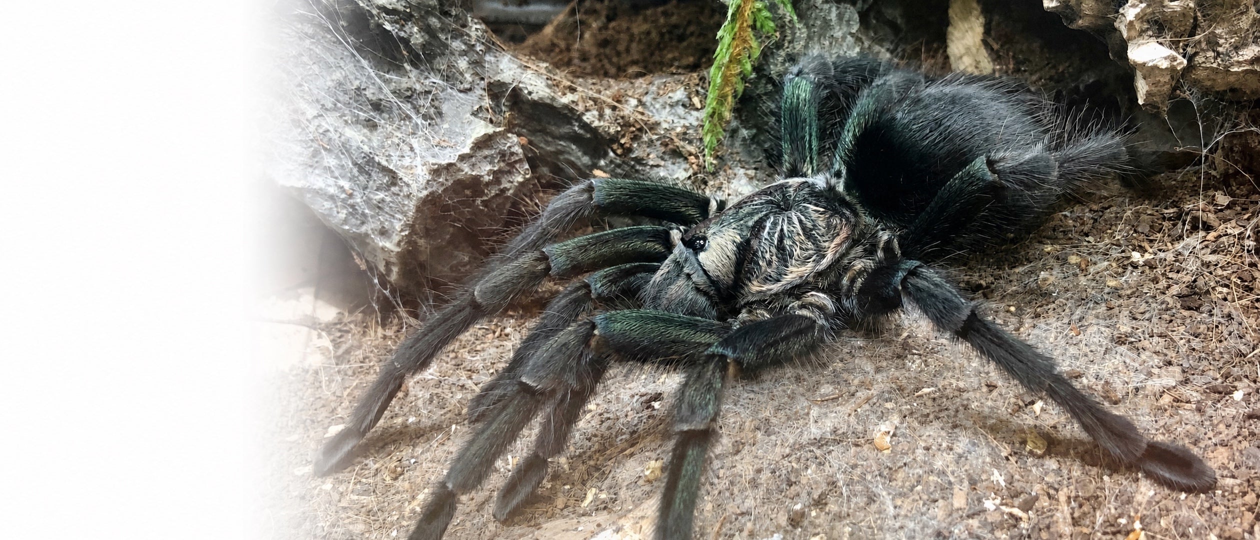 Phormictopus sp. "full green"