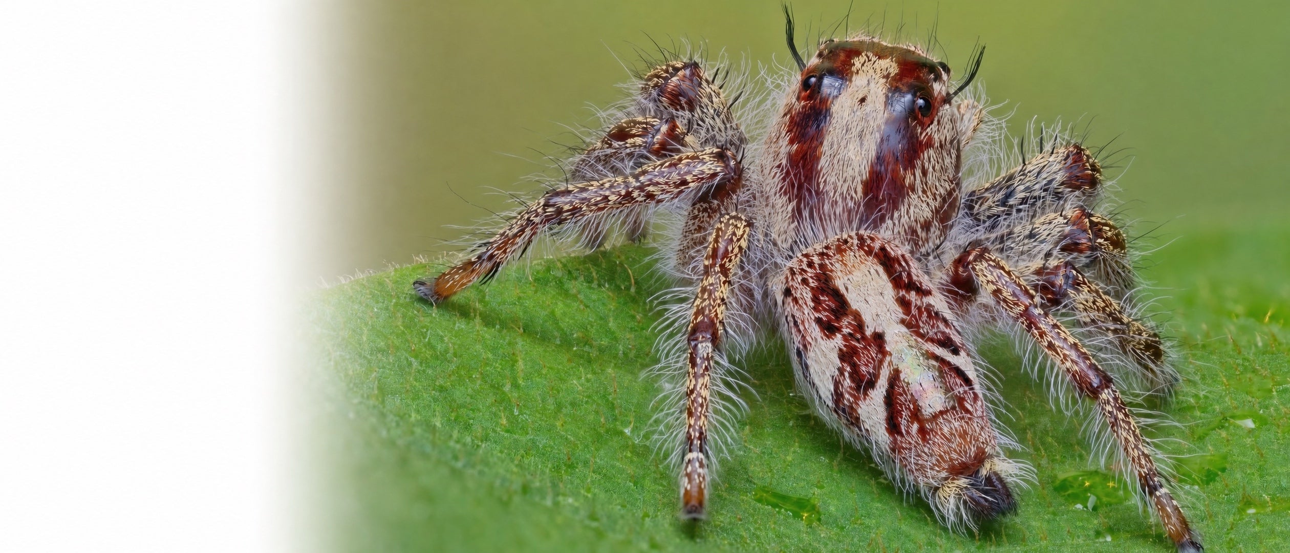 Springspinne