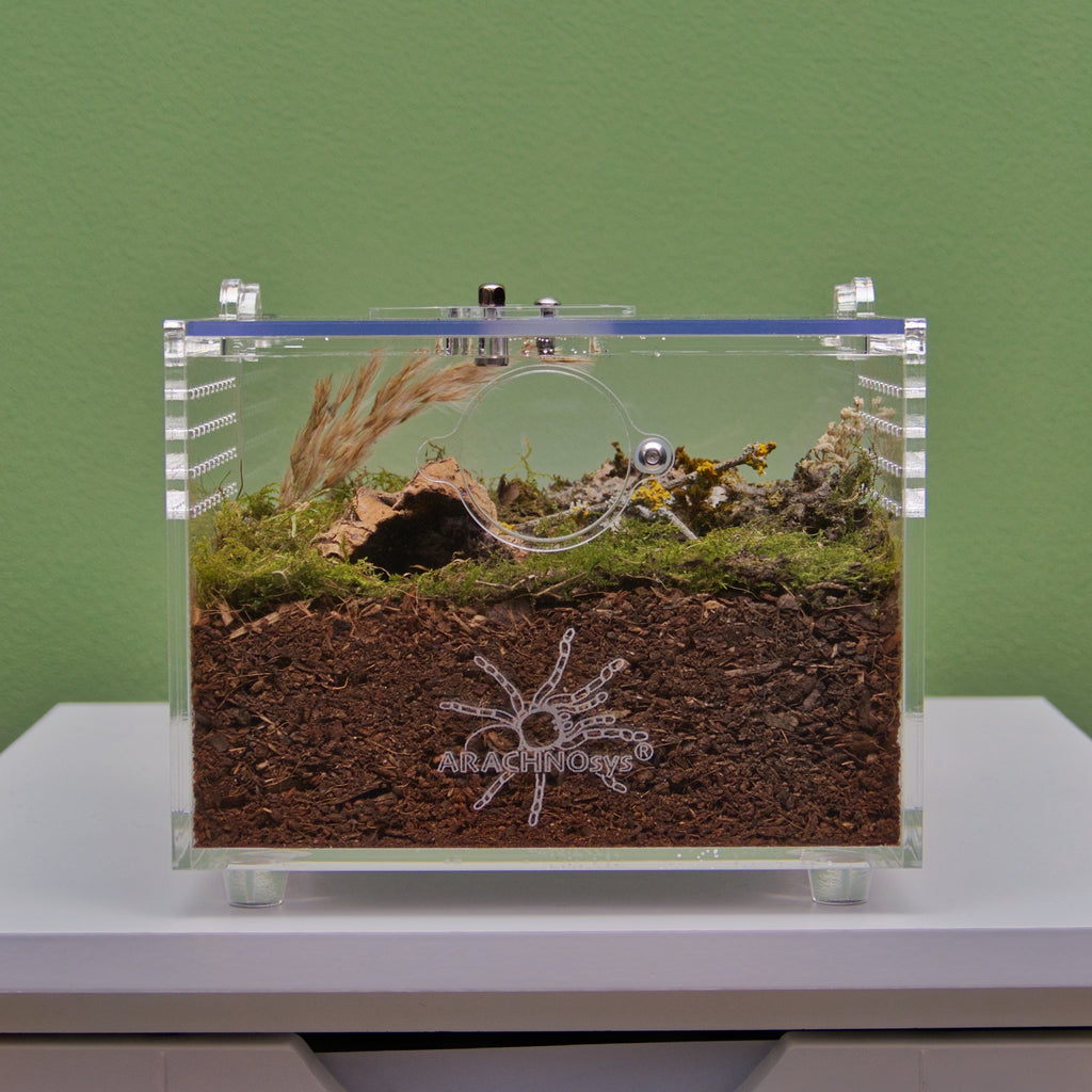 ARACHNOsys TERRESTRIA