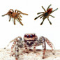 Preview: Arboreal living slings and jumping spiders