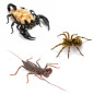 Preview: Terrestrial living invertebrates