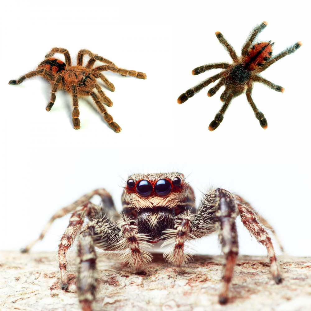 Arboreal living slings and jumping spiders
