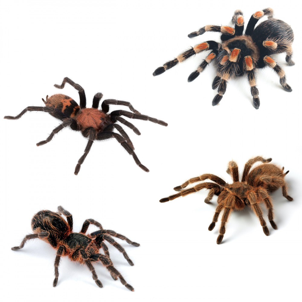 Terrestrial living tarantulas