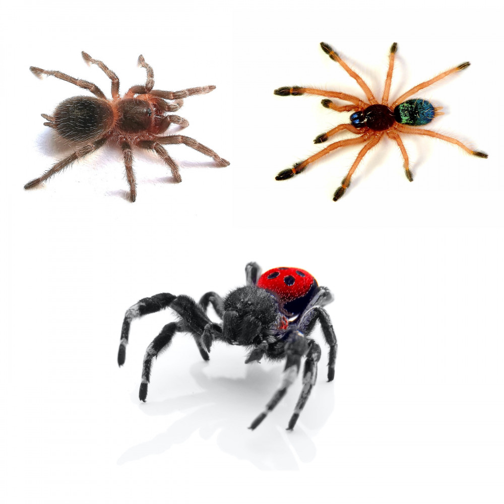 Slings and other small spiders